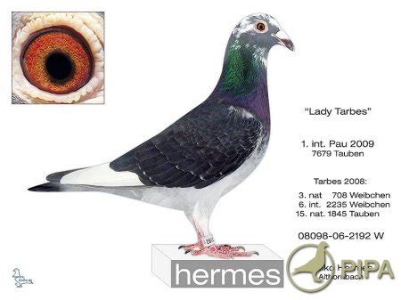 raimund hermes mettingen|Raymund Hermes Hamm/Sieg Germany Pigeon Racing as pure .